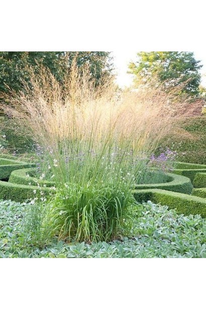 Molinia Fontane волоті